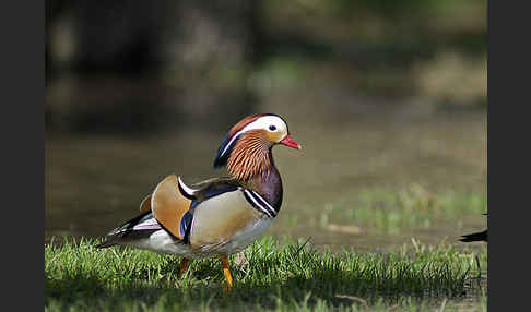 Mandarinente (Aix galericulata)