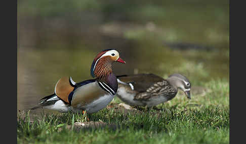 Mandarinente (Aix galericulata)