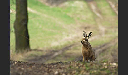 Feldhase (Lepus europaeus)