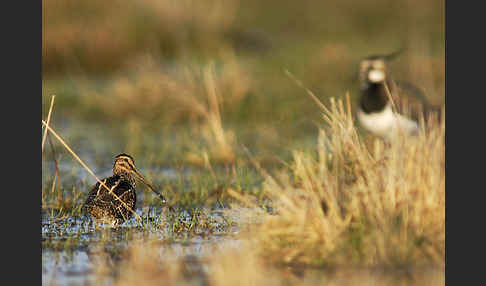 Kiebitz (Vanellus vanellus)