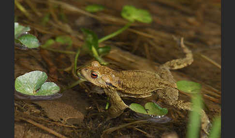 Erdkröte (Bufo bufo)