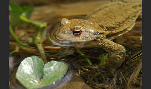 Erdkröte (Bufo bufo)