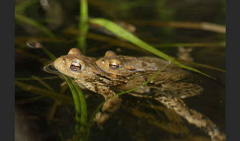 Erdkröte (Bufo bufo)