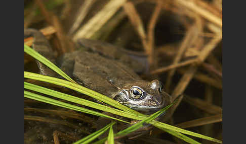 Grasfrosch (Rana temporaria)