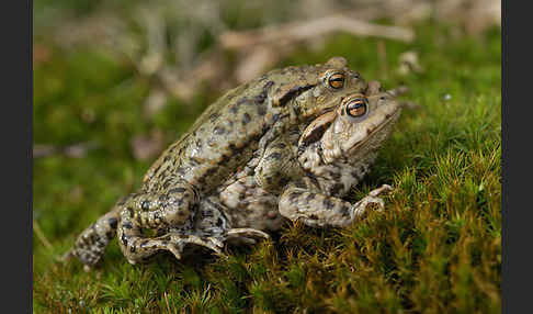 Erdkröte (Bufo bufo)