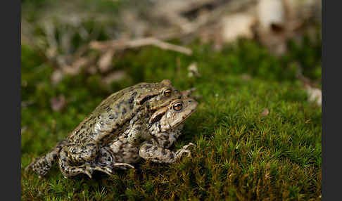 Erdkröte (Bufo bufo)