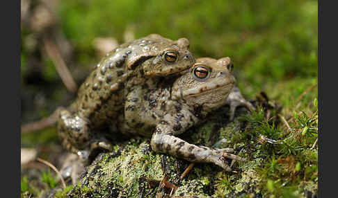 Erdkröte (Bufo bufo)