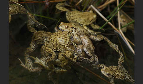 Erdkröte (Bufo bufo)