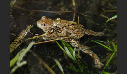 Erdkröte (Bufo bufo)