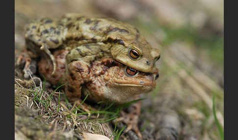 Erdkröte (Bufo bufo)