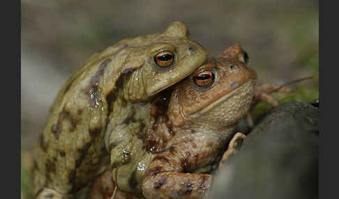 Erdkröte (Bufo bufo)