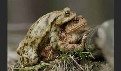 Erdkröte (Bufo bufo)