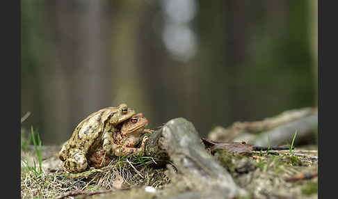 Erdkröte (Bufo bufo)