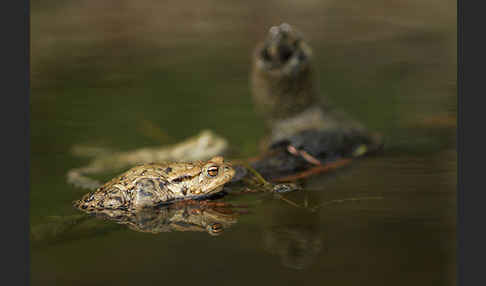 Erdkröte (Bufo bufo)