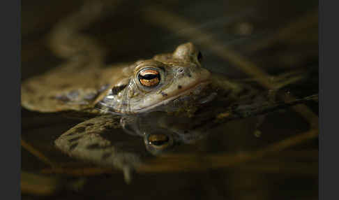 Erdkröte (Bufo bufo)