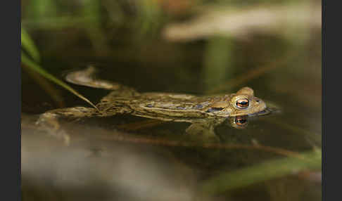 Erdkröte (Bufo bufo)