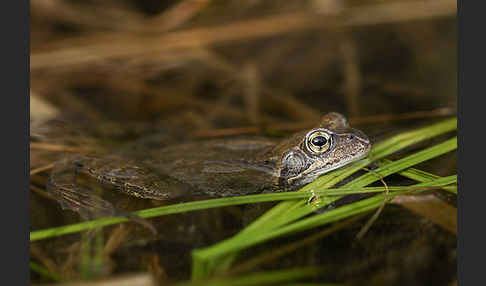 Grasfrosch (Rana temporaria)