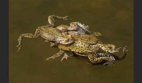 Erdkröte (Bufo bufo)