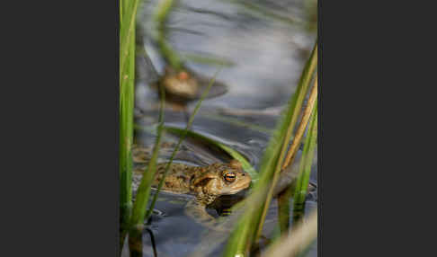 Erdkröte (Bufo bufo)