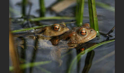 Erdkröte (Bufo bufo)