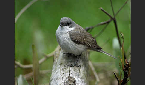 Zaungrasmücke (Sylvia curruca)