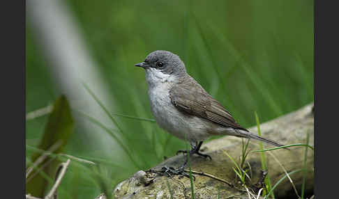 Zaungrasmücke (Sylvia curruca)