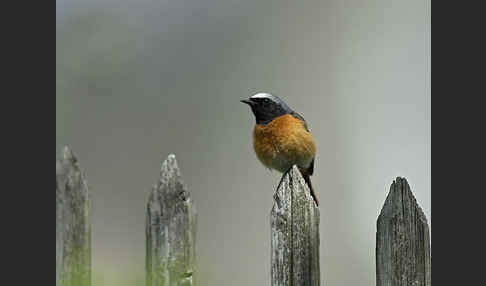 Gartenrotschwanz (Phoenicurus phoenicurus)