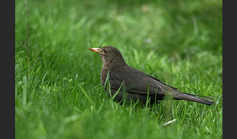 Amsel (Turdus merula)