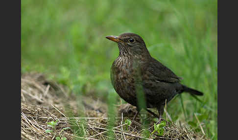 Amsel (Turdus merula)