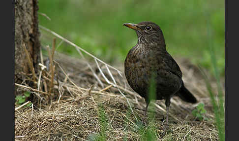 Amsel (Turdus merula)