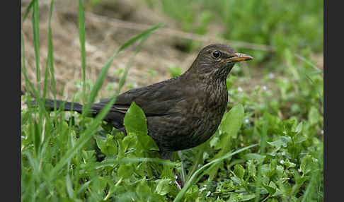 Amsel (Turdus merula)