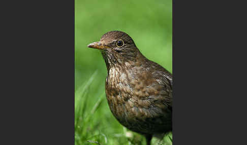 Amsel (Turdus merula)