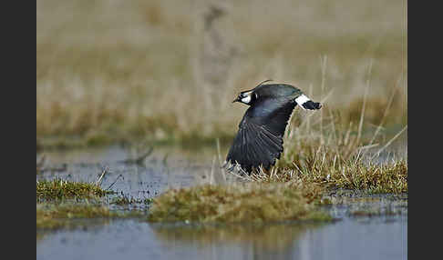 Kiebitz (Vanellus vanellus)