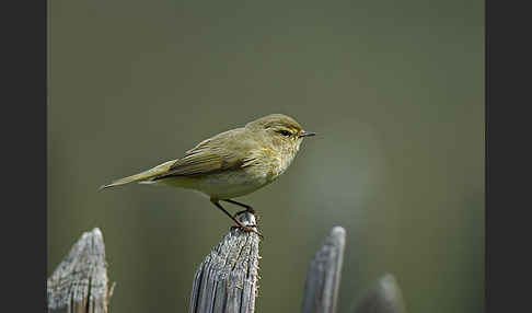 Zilpzalp (Phylloscopus collybita)