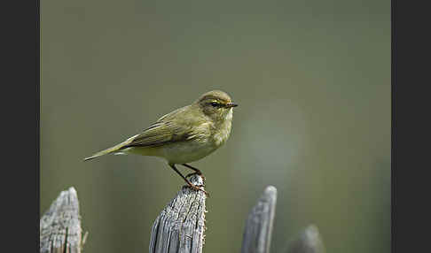 Zilpzalp (Phylloscopus collybita)