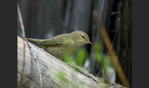 Zilpzalp (Phylloscopus collybita)