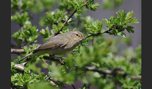 Zilpzalp (Phylloscopus collybita)