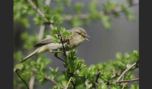 Zilpzalp (Phylloscopus collybita)