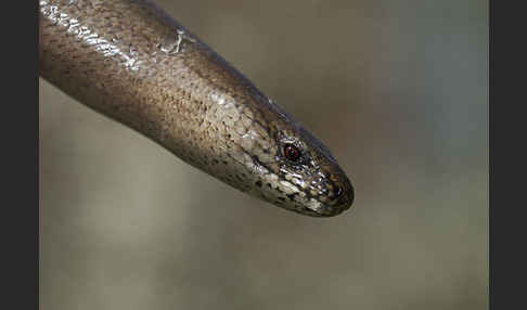 Blindschleiche (Anguis fragilis)