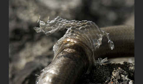 Blindschleiche (Anguis fragilis)