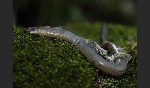 Blindschleiche (Anguis fragilis)