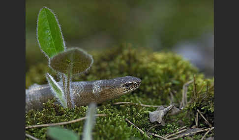 Blindschleiche (Anguis fragilis)