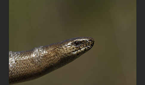 Blindschleiche (Anguis fragilis)