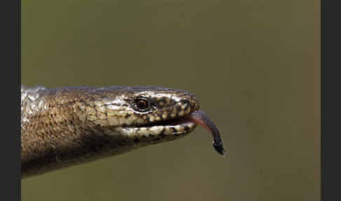 Blindschleiche (Anguis fragilis)