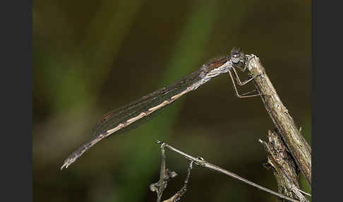 Gemeine Winterlibelle (Sympecma fusca)