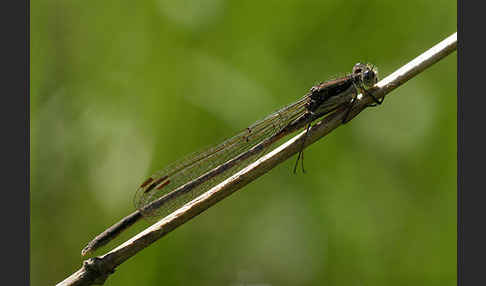 Gemeine Winterlibelle (Sympecma fusca)