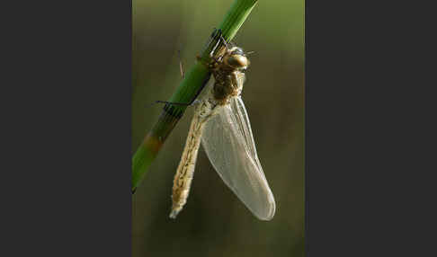 Gemeine Smaragdlibelle (Cordulia aenea)