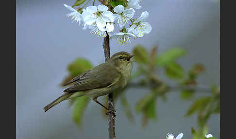 Zilpzalp (Phylloscopus collybita)