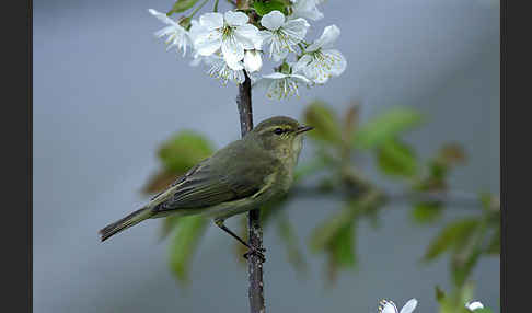 Zilpzalp (Phylloscopus collybita)