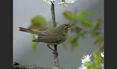 Zilpzalp (Phylloscopus collybita)